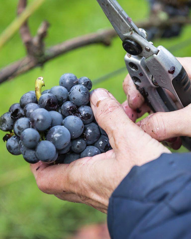 Wijngaard druiventros met knippen